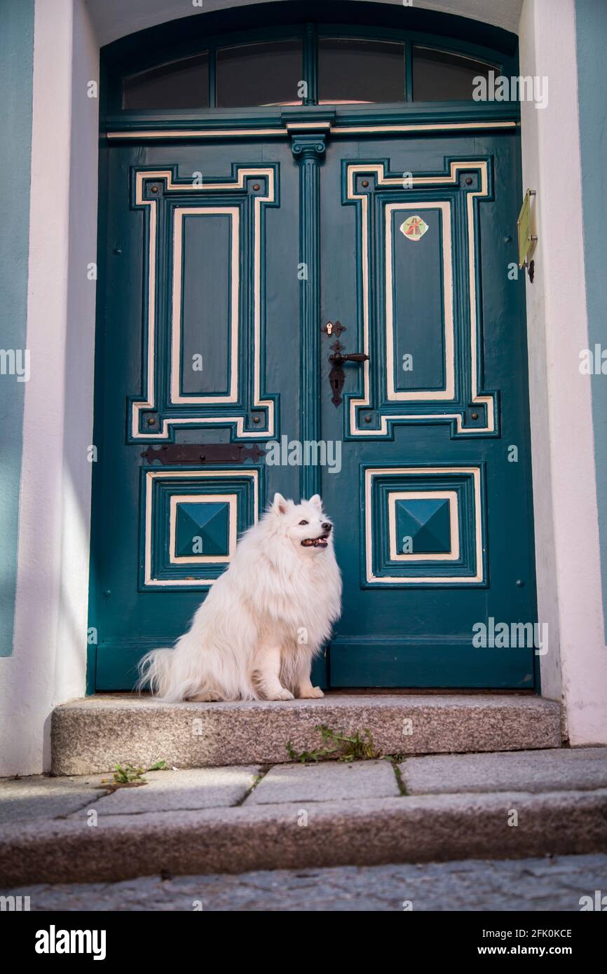 White Japanese Spitz posing in the city of Weitra, Austria. Urban dog photography Stock Photo