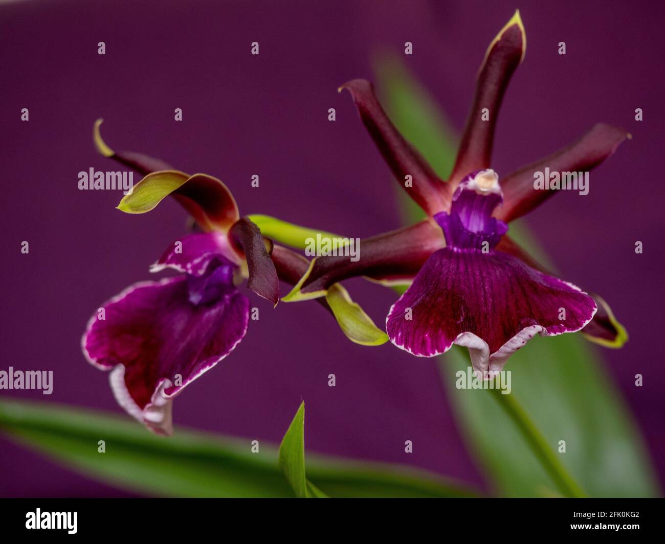 Deep purple Zygopetalum Orchid blooms with fresh green leaves on purple background.Beautiful flowers edged with green. Stock Photo