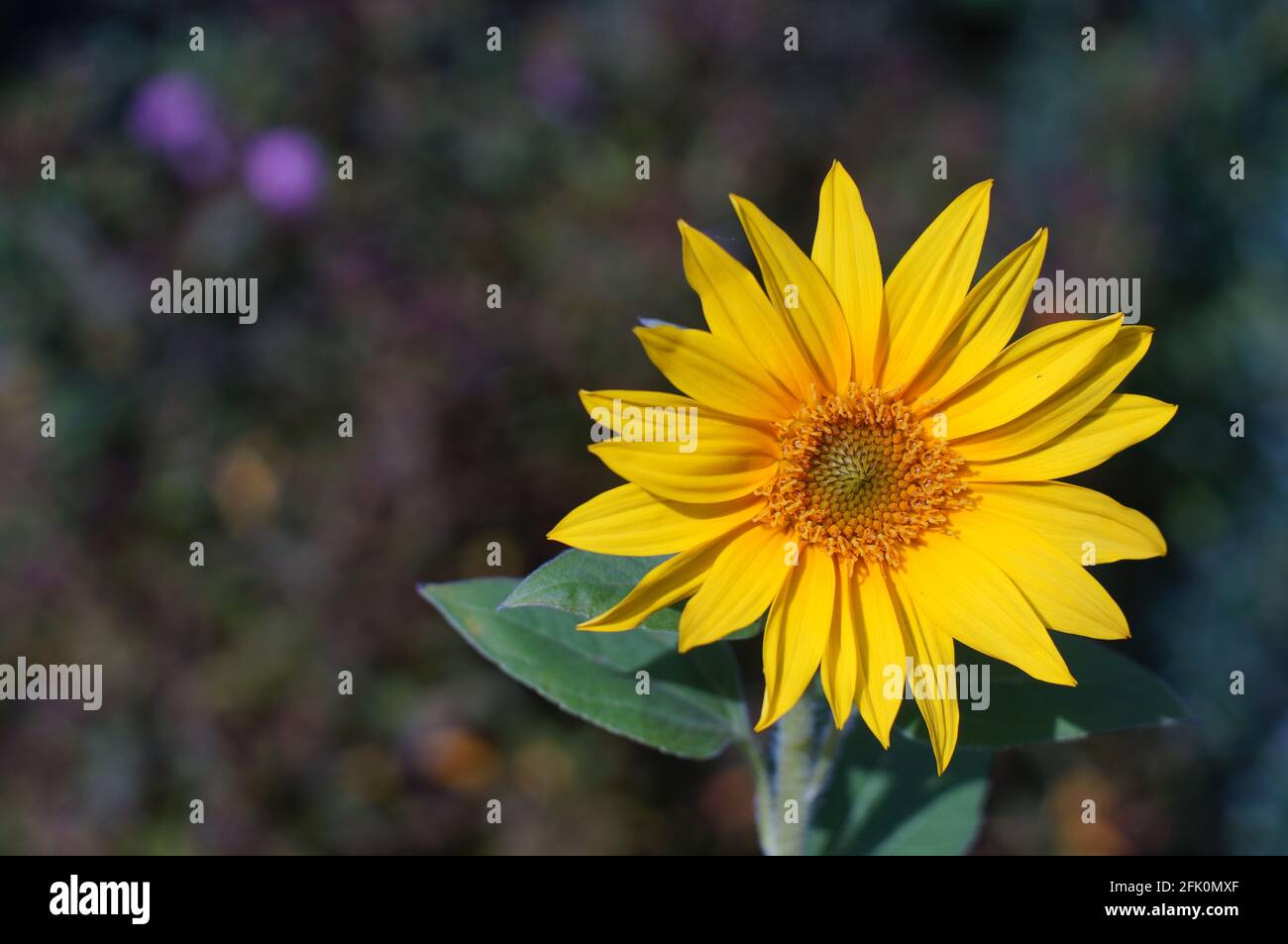 Close up of yellow 'Coreopsis grandiflora flower in the garden on soft focus background Stock Photo