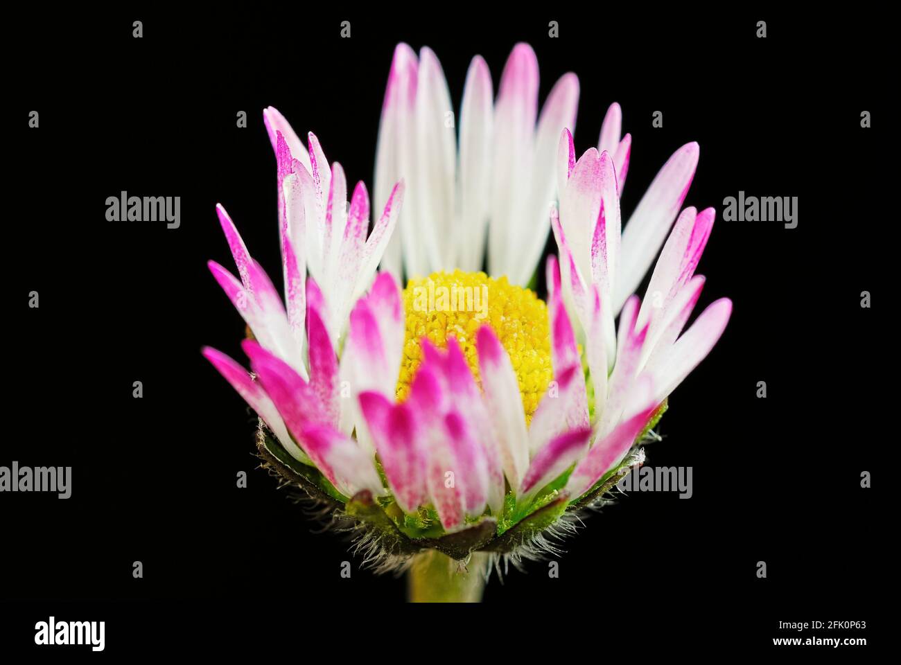 Tiny common daisy flower with beautiful petals in purple white. Isolated on black background. Known medicinal plant. Genus Bellis perennis. Stock Photo