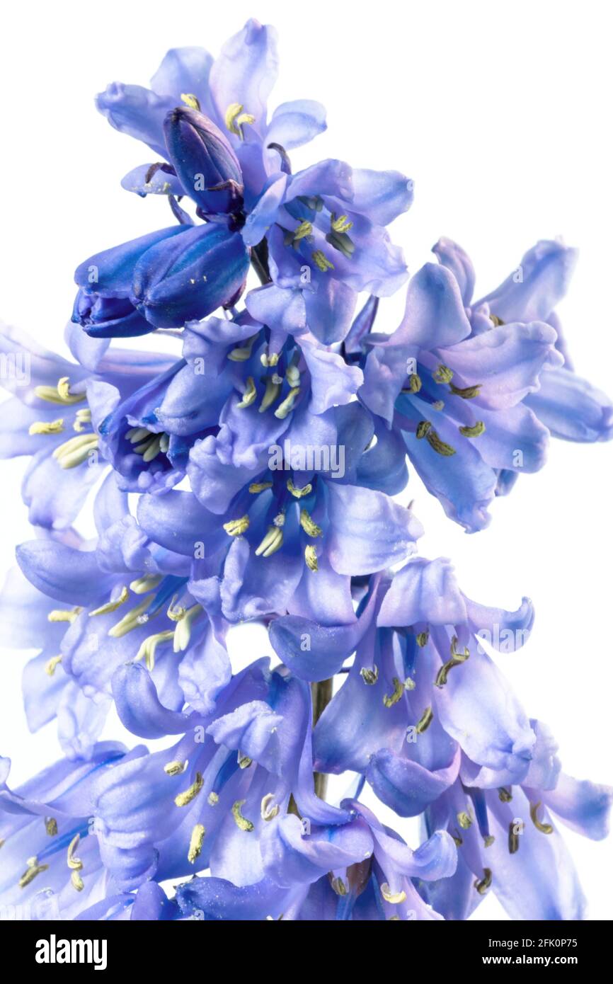 Spanish bluebells Stock Photo