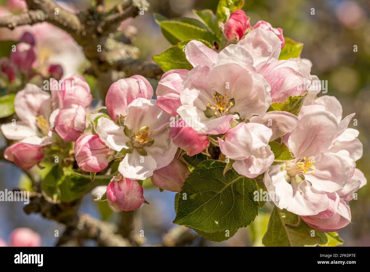 Blossom on Bramley Apple tree Stock Photo Alamy