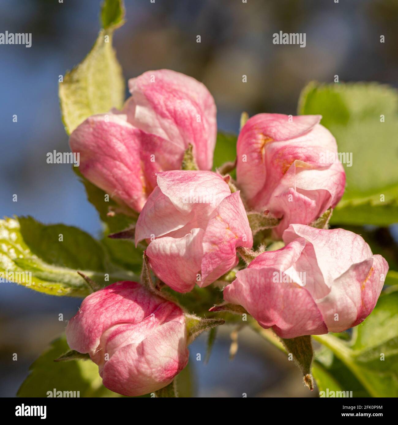Blossom on Bramley Apple tree Stock Photo Alamy