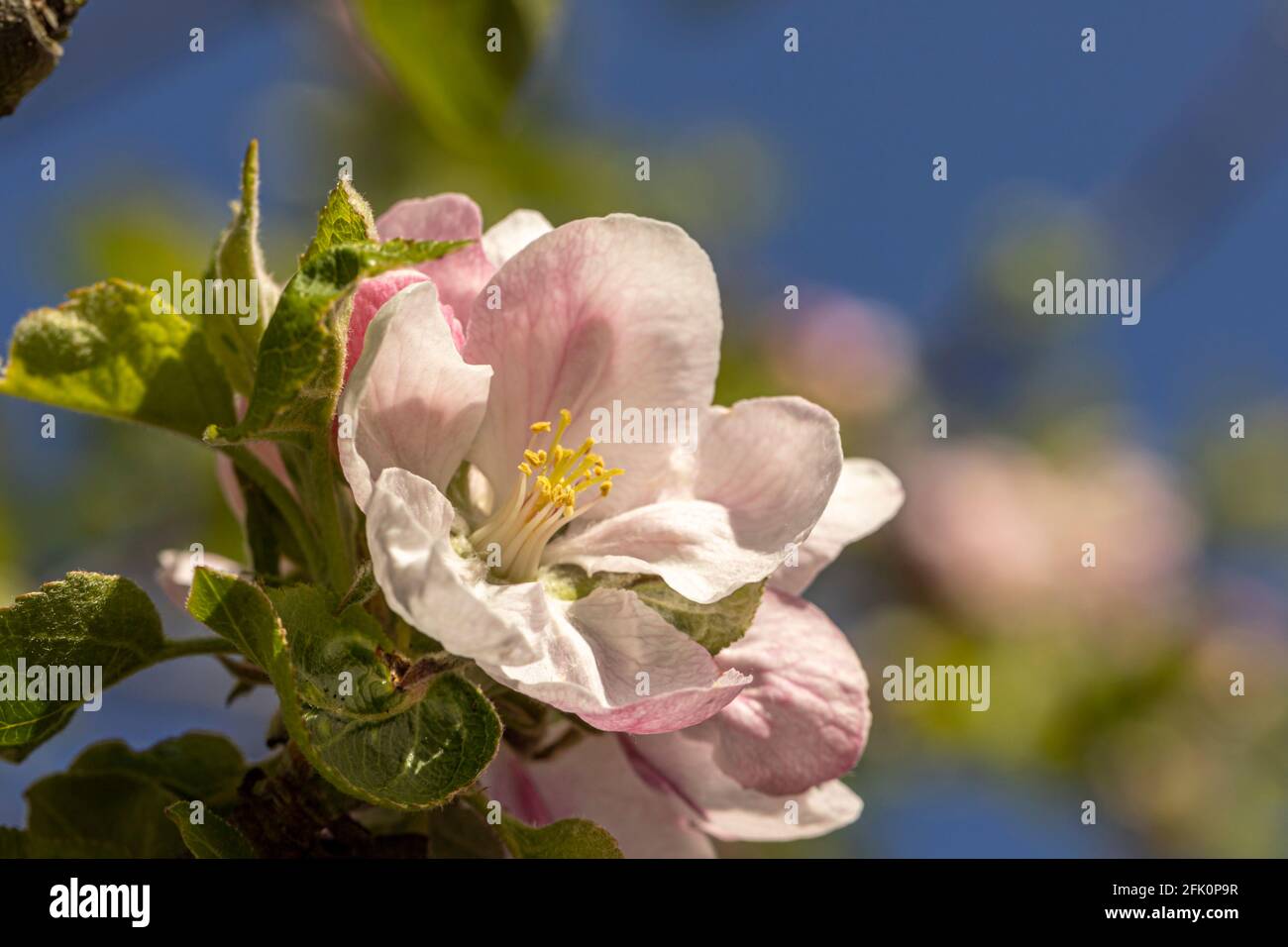 Blossom on Bramley Apple tree Stock Photo Alamy