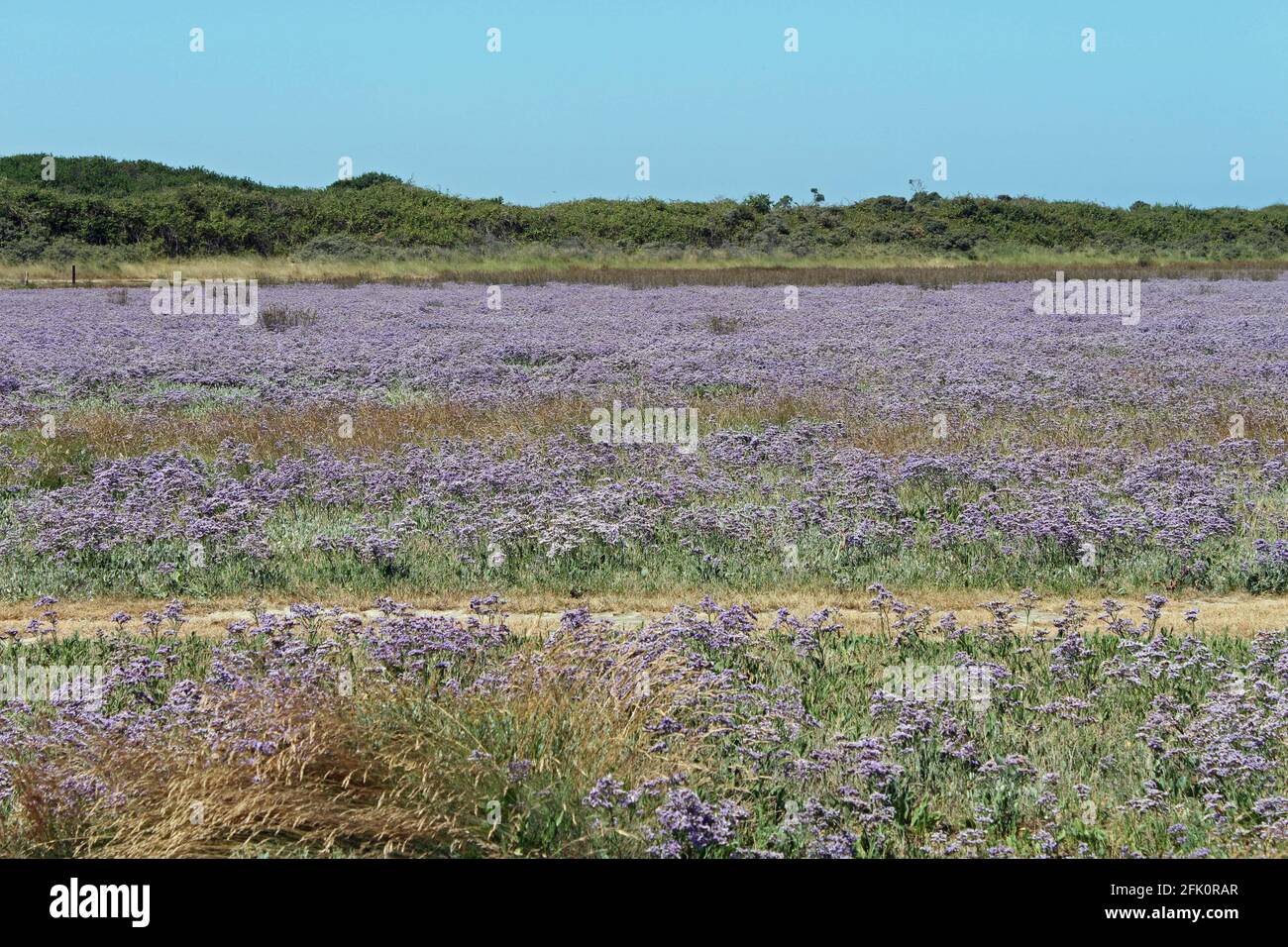 France, la Baie d'Authie dans le Pas de Calais Stock Photo Alamy