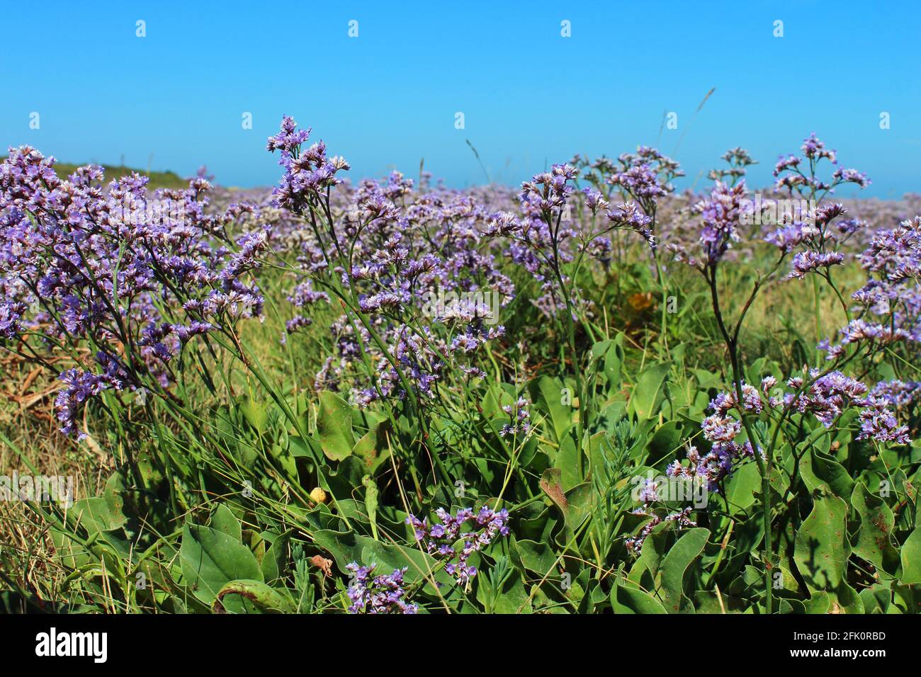 France, la Baie d'Authie dans le Pas de Calais Stock Photo Alamy