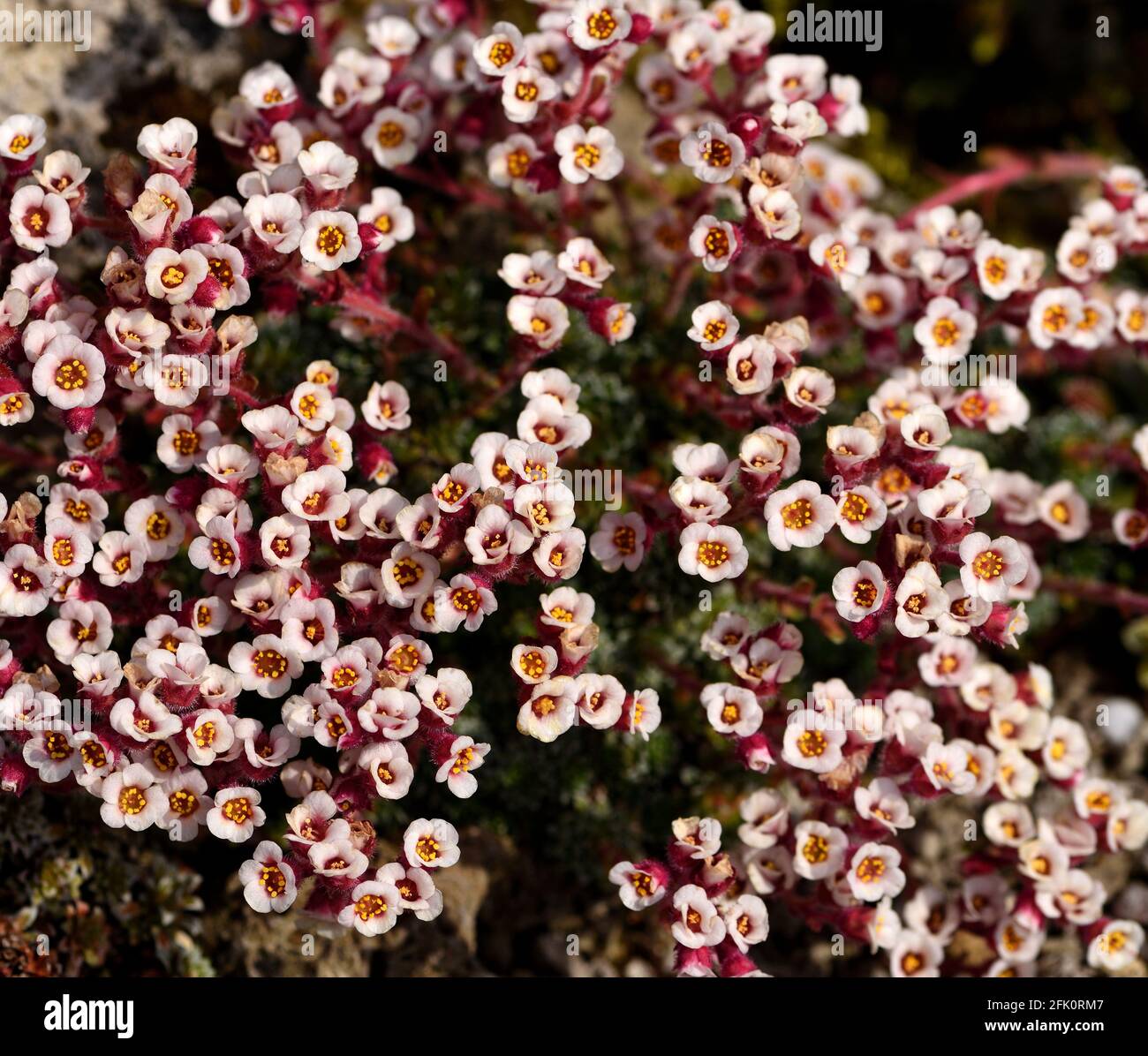 Closeup of the flowers of Saxifraga andersonii. Stock Photo