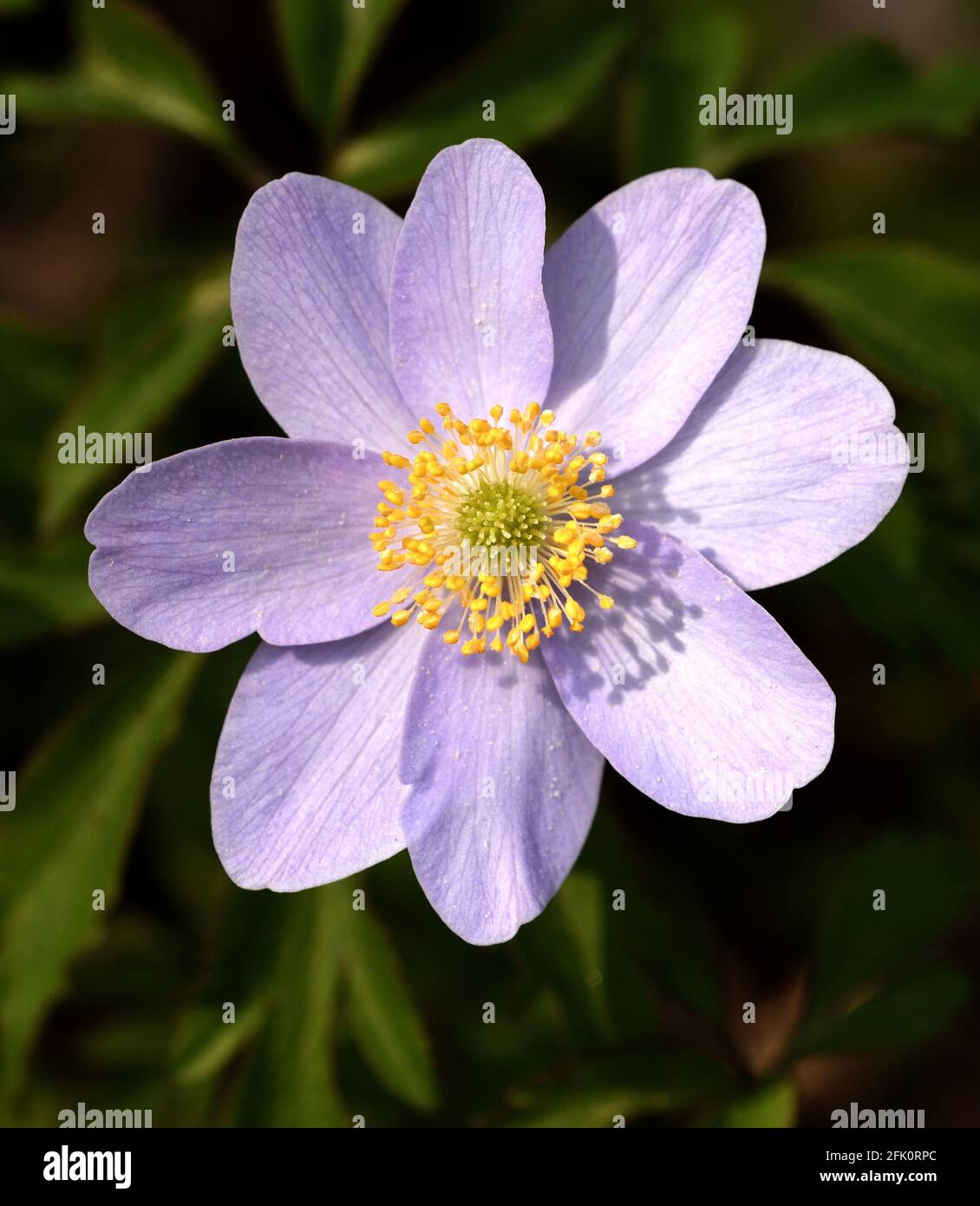 Closeup of the purple flower of anemone nemorosa. Stock Photo
