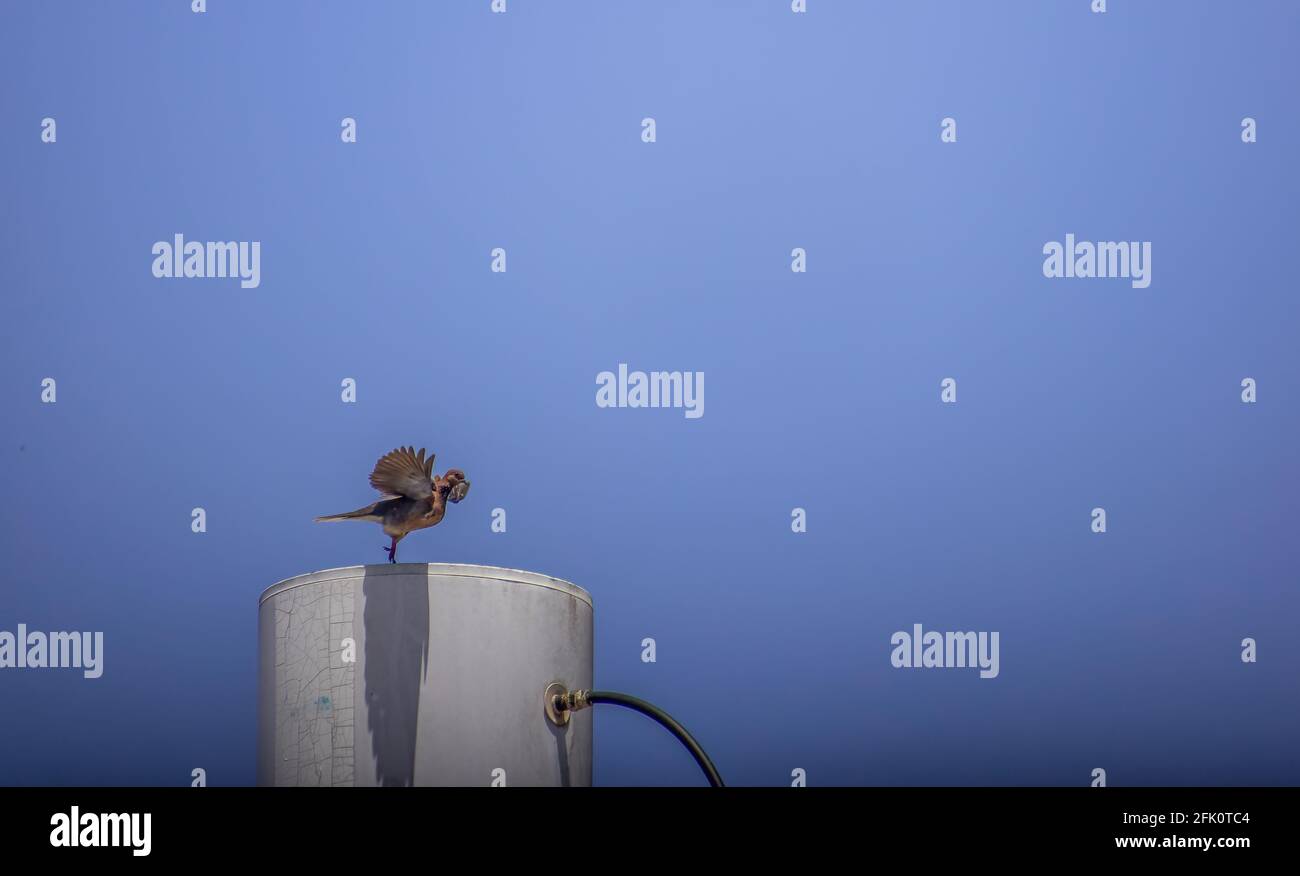 Birds fly with sky is background. Stock Photo