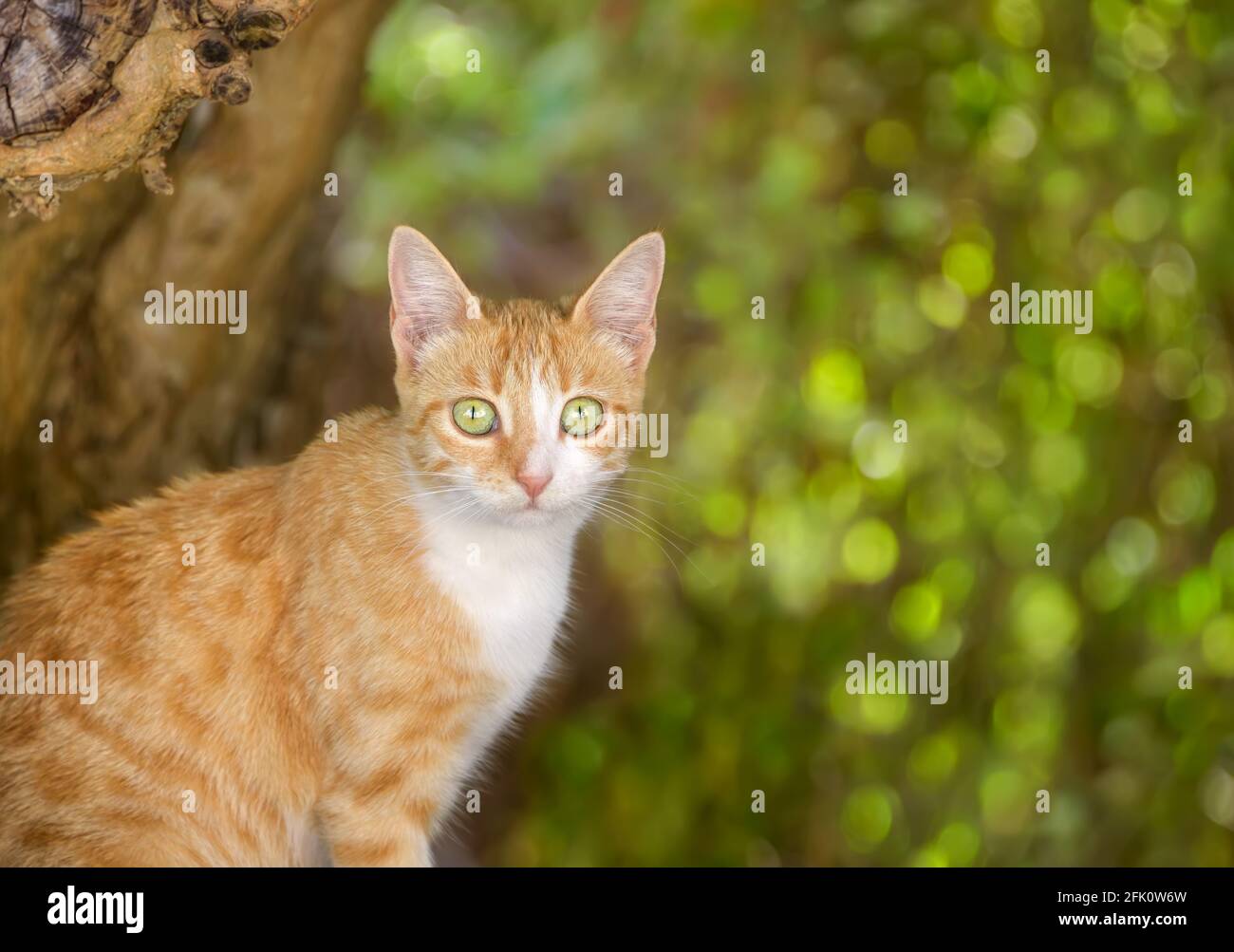 Cute young cat portrait, red tabby with white and geen eyes, looking curiously with green leaves bokeh background Stock Photo
