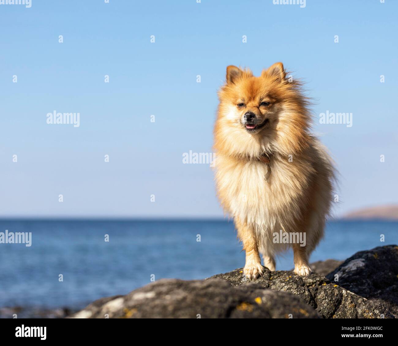 outdoor pomeranian pet portrait by the sea Stock Photo
