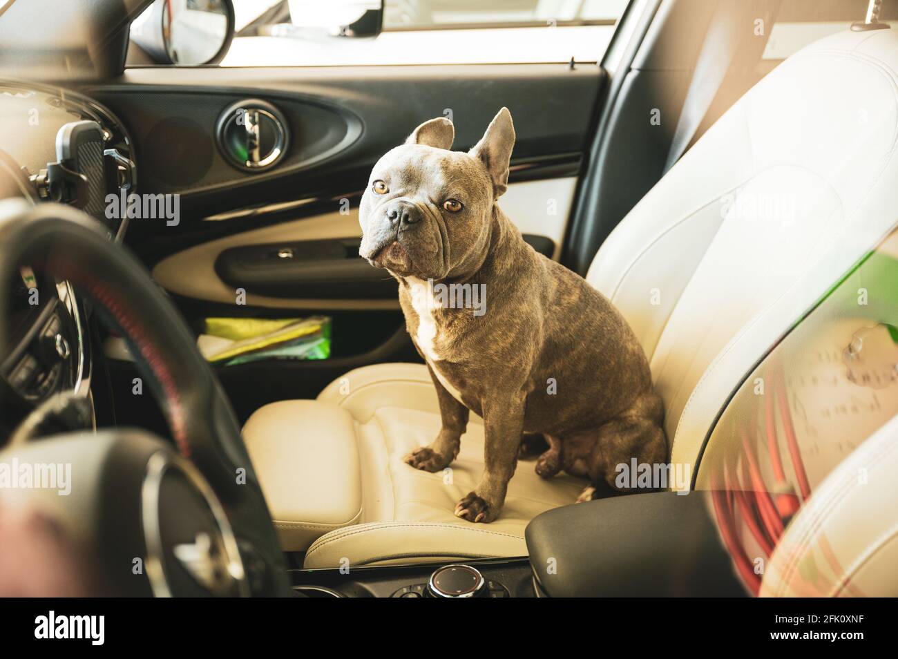 Sad looking dog trapped in hot car in parking lot don‘t leave animals