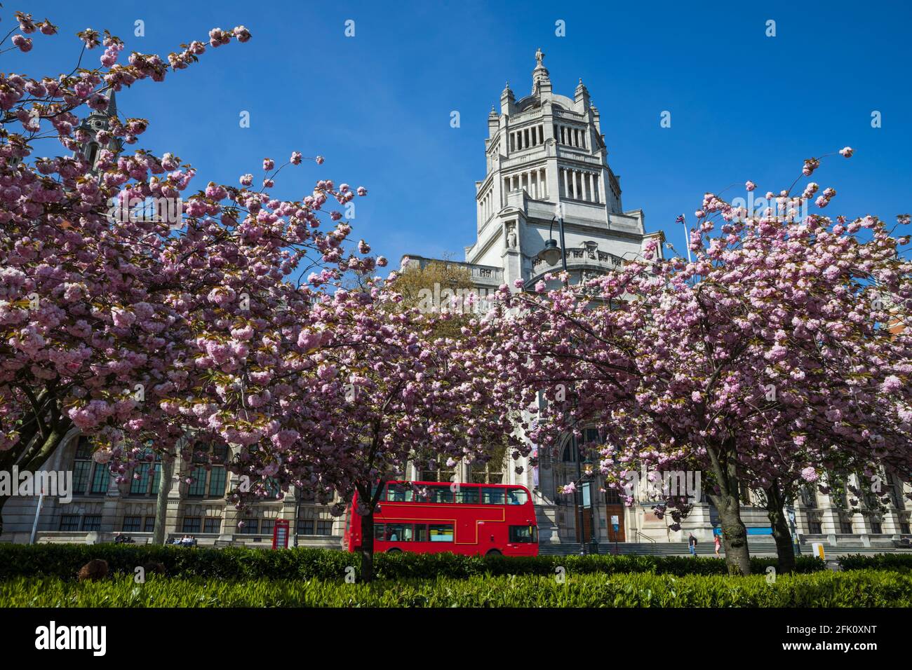 Pink blossom trees in front of the Victoria and Albert Museum, Cromwell Road, South Kensington, London, United Kingdom, Europe Stock Photo