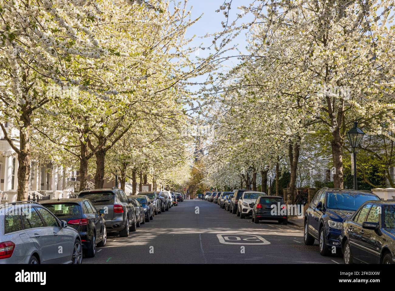 White blossom trees lining the road of Brunswick Gardens W8, London, United Kingdom, Europe Stock Photo