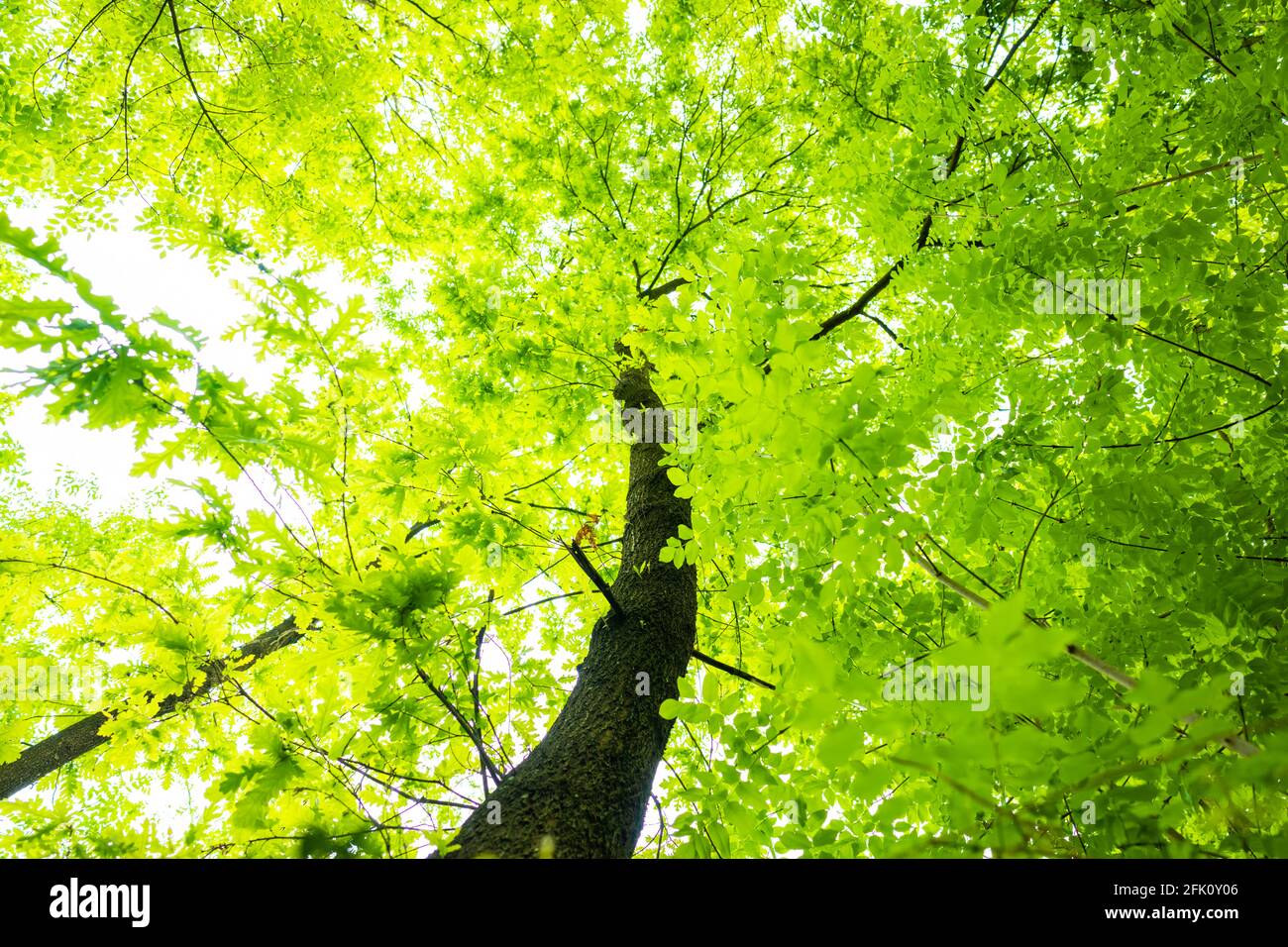 (Selective focus) Stunning view of some green tree crowns. Beautiful forest with some oak trees with branches and leaves forming a natural background. Stock Photo