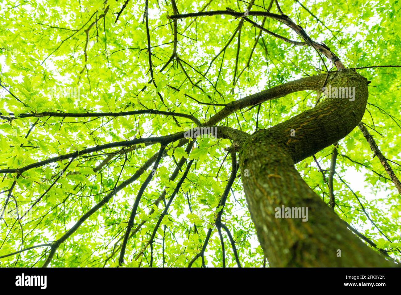 (Selective focus) Stunning view of some green tree crowns. Beautiful forest with some oak trees with branches and leaves forming a natural background. Stock Photo