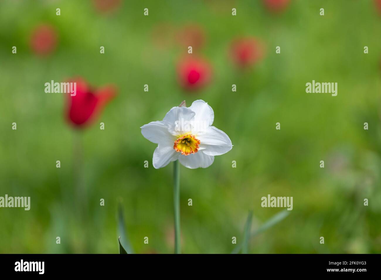 Close up of a single white Narcissus flowering during spring in a UK garden, against a blurred green background. Stock Photo