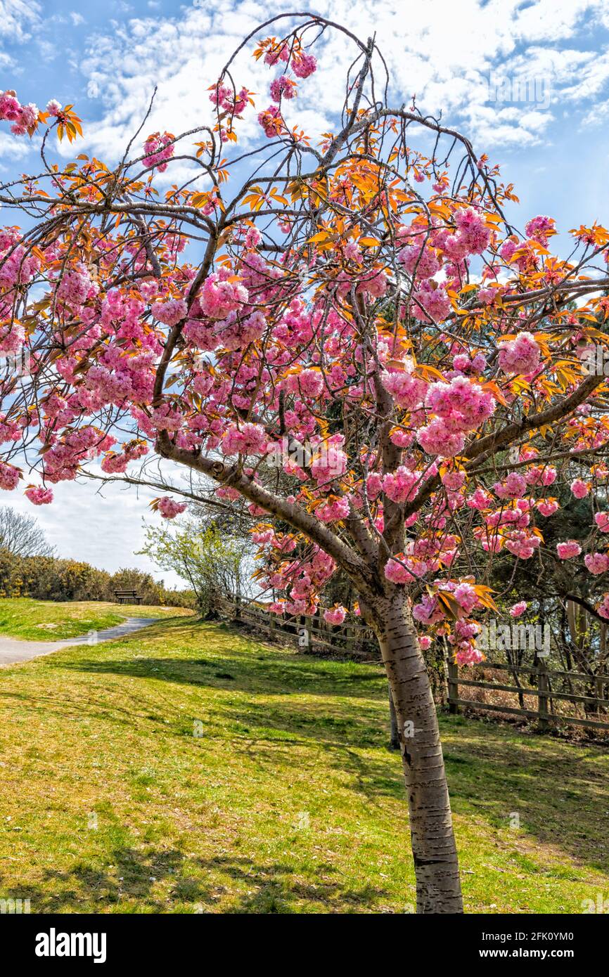 Cheery tree blossoms at Bournemouth, Dorset UK on a warm sunny Spring day in April Stock Photo