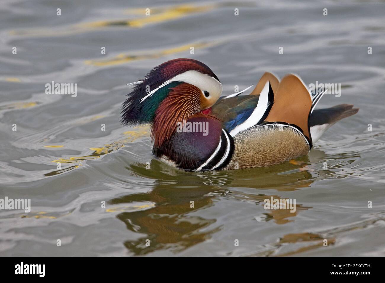 Mandarin Duck (Aix galericulata) Stock Photo