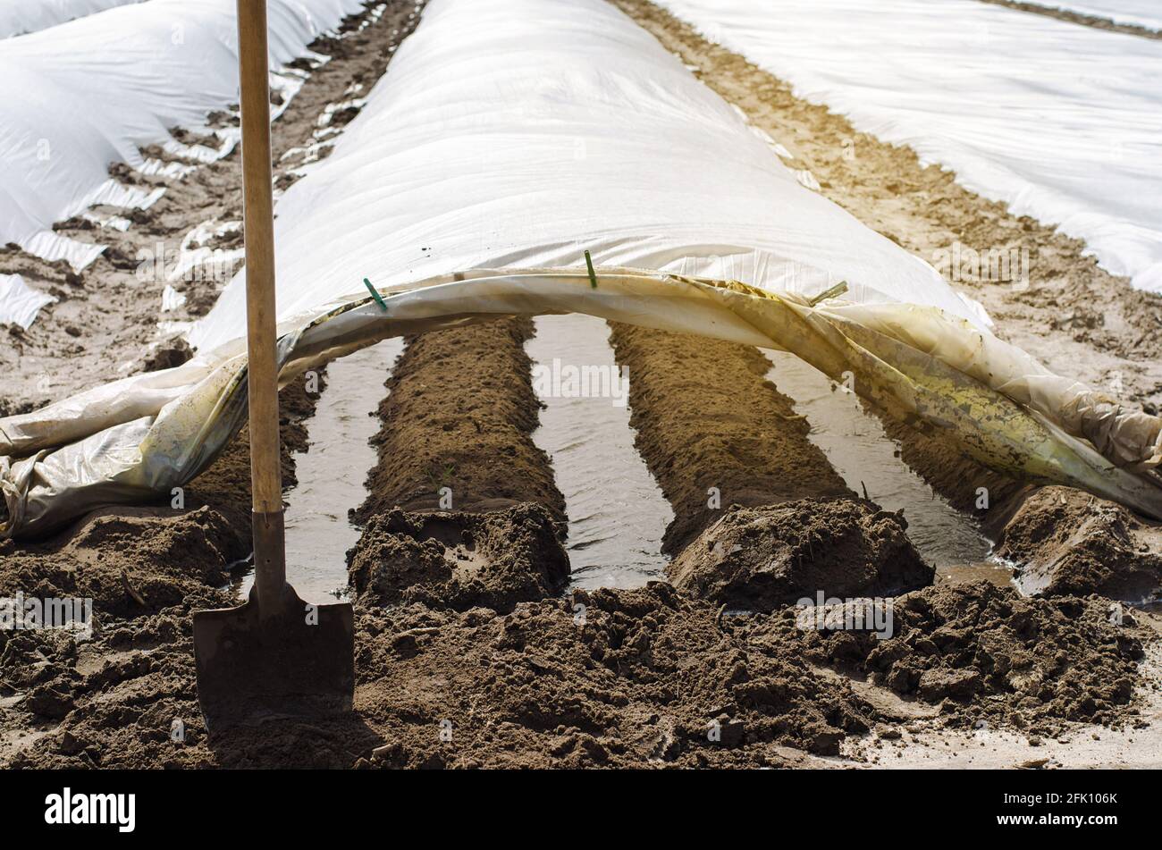 Irrigation rows under agrofibre in small greenhouses. Spunbond to protect against frost and keep