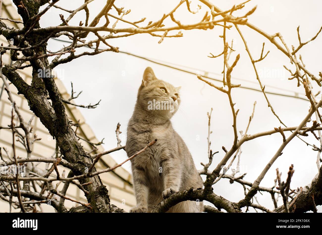 Beautiful gray kitten on a tree. Pet. Animal. Selective focus Stock Photo