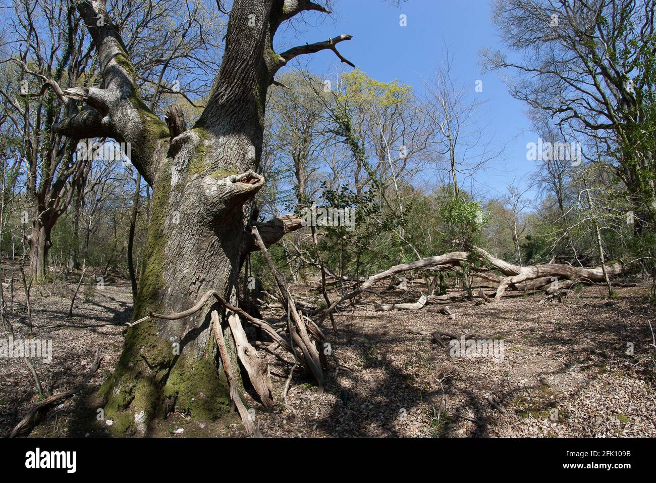 Spring trees New Forest Stock Photo