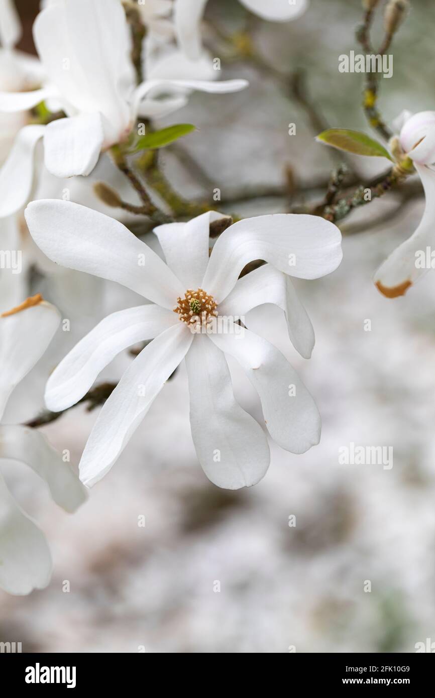 Close up of a white Magnolia × loebneri Merrill bloom flowering during spring in a UK garden. Stock Photo