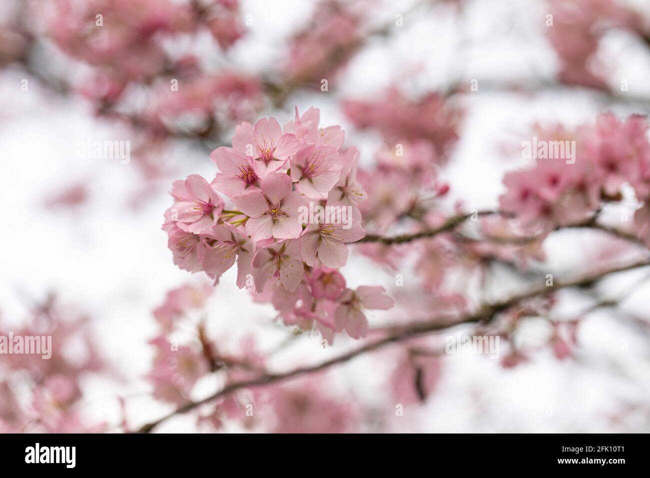 Close up of pink Prunus Sargentii Sargent Cherry blossom flowering in spring in the UK Stock Photo