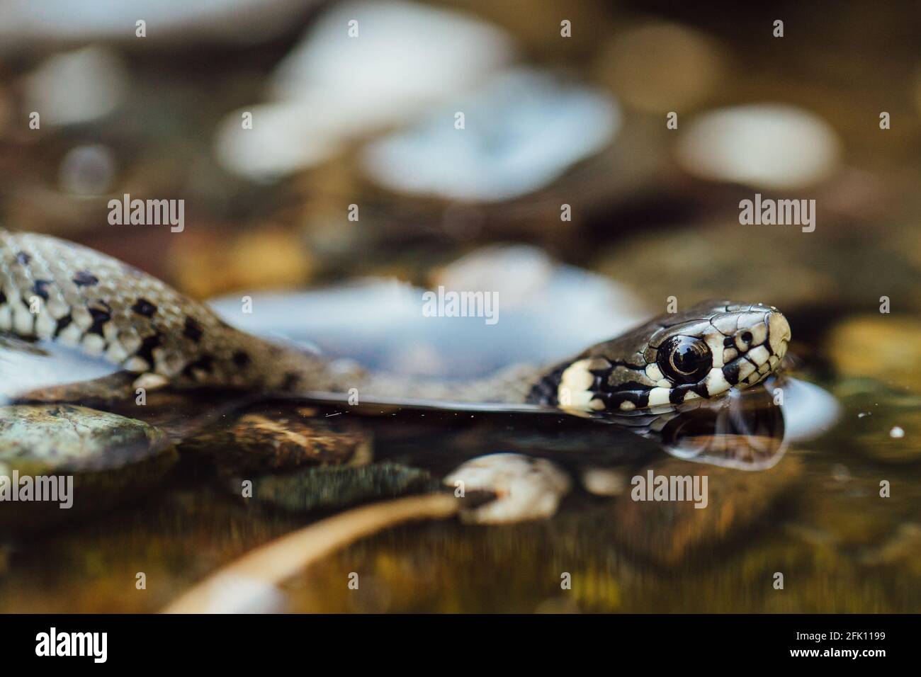 Young Grass snake (Natrix natrix) moves through the water, focus on foreground Stock Photo