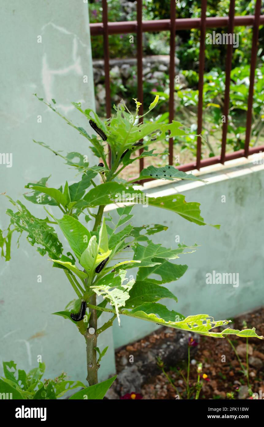 Caterpillars Eating Plant Stock Photo Alamy