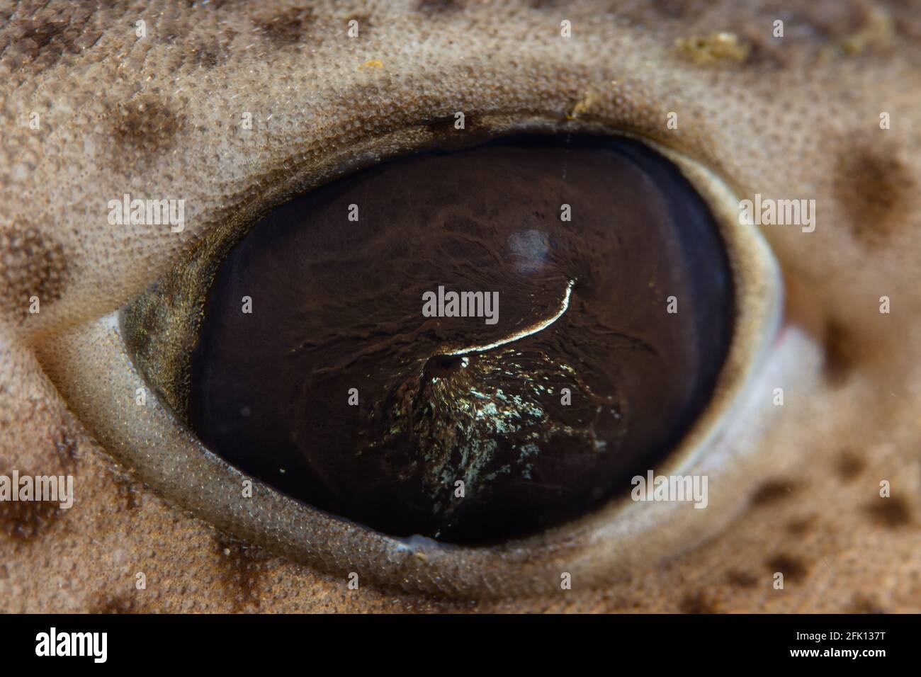The small-spotted catshark, also known as the sandy dogfish, lesser-spotted dogfish, Rough-hound or Morgay, is a catshark of the family Scyliorhinidae Stock Photo