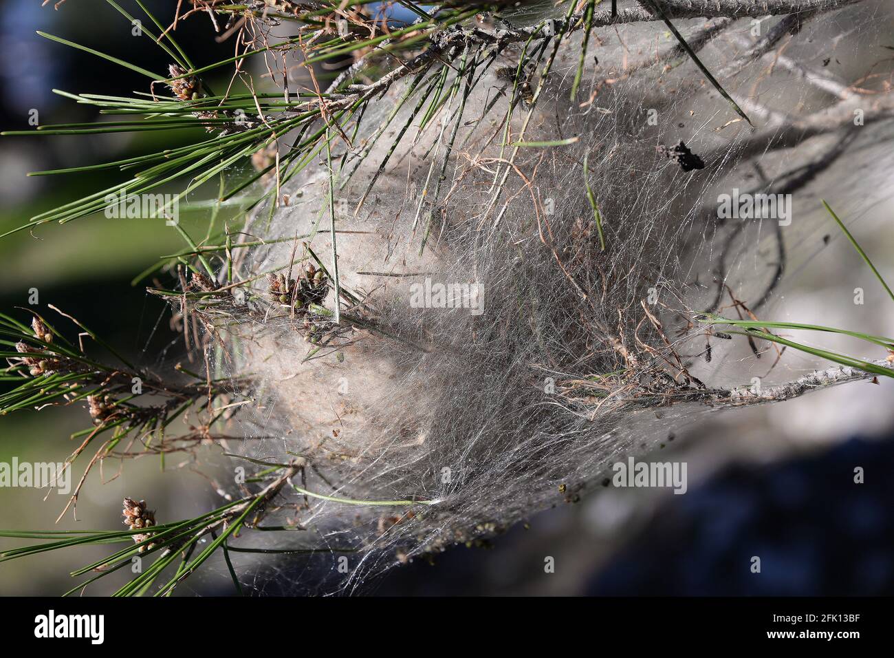 Processionary caterpillar's net on pine tree Stock Photo