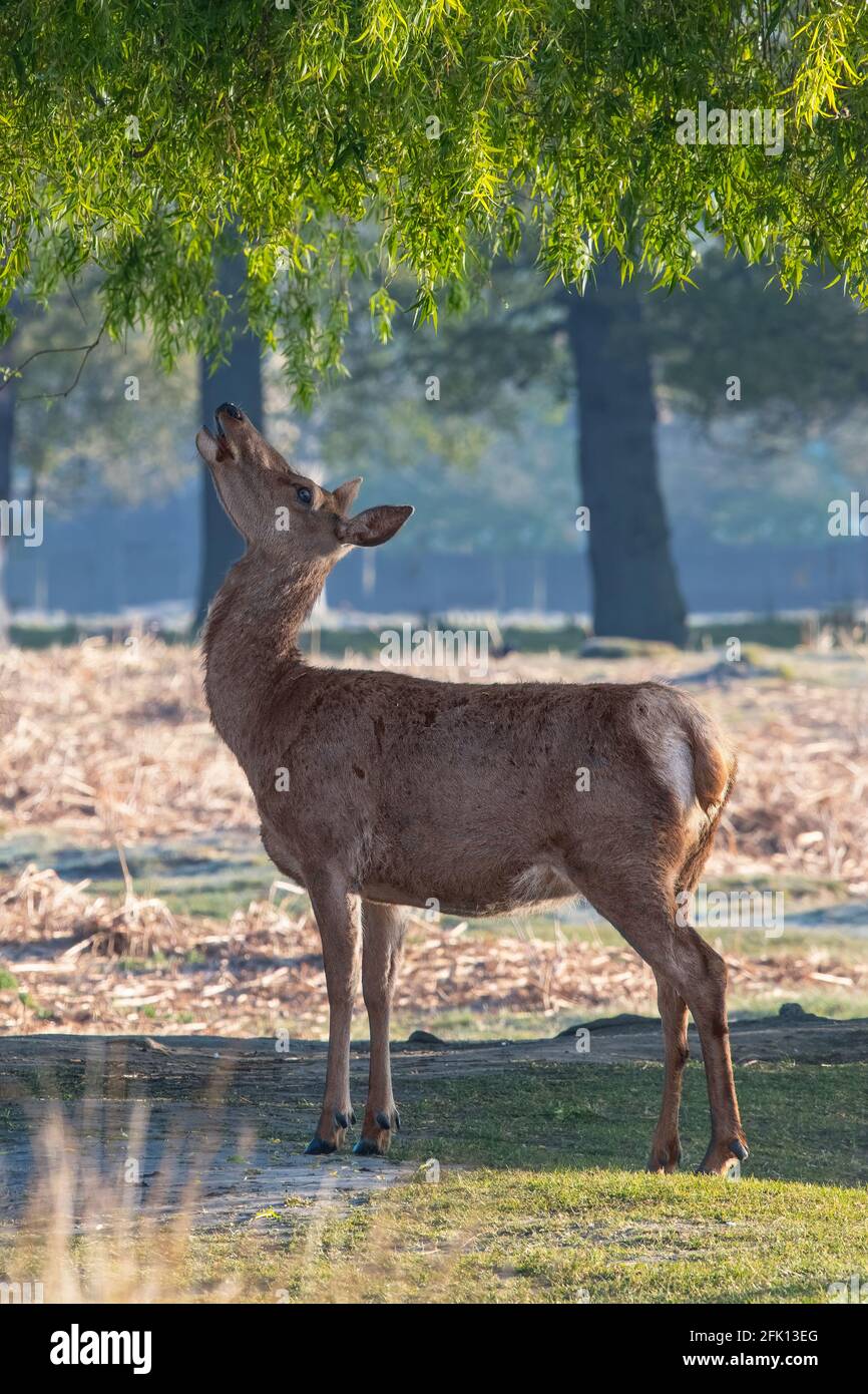 Deer looking up at tree hanging down thinking that looks jucy to eat Stock Photo