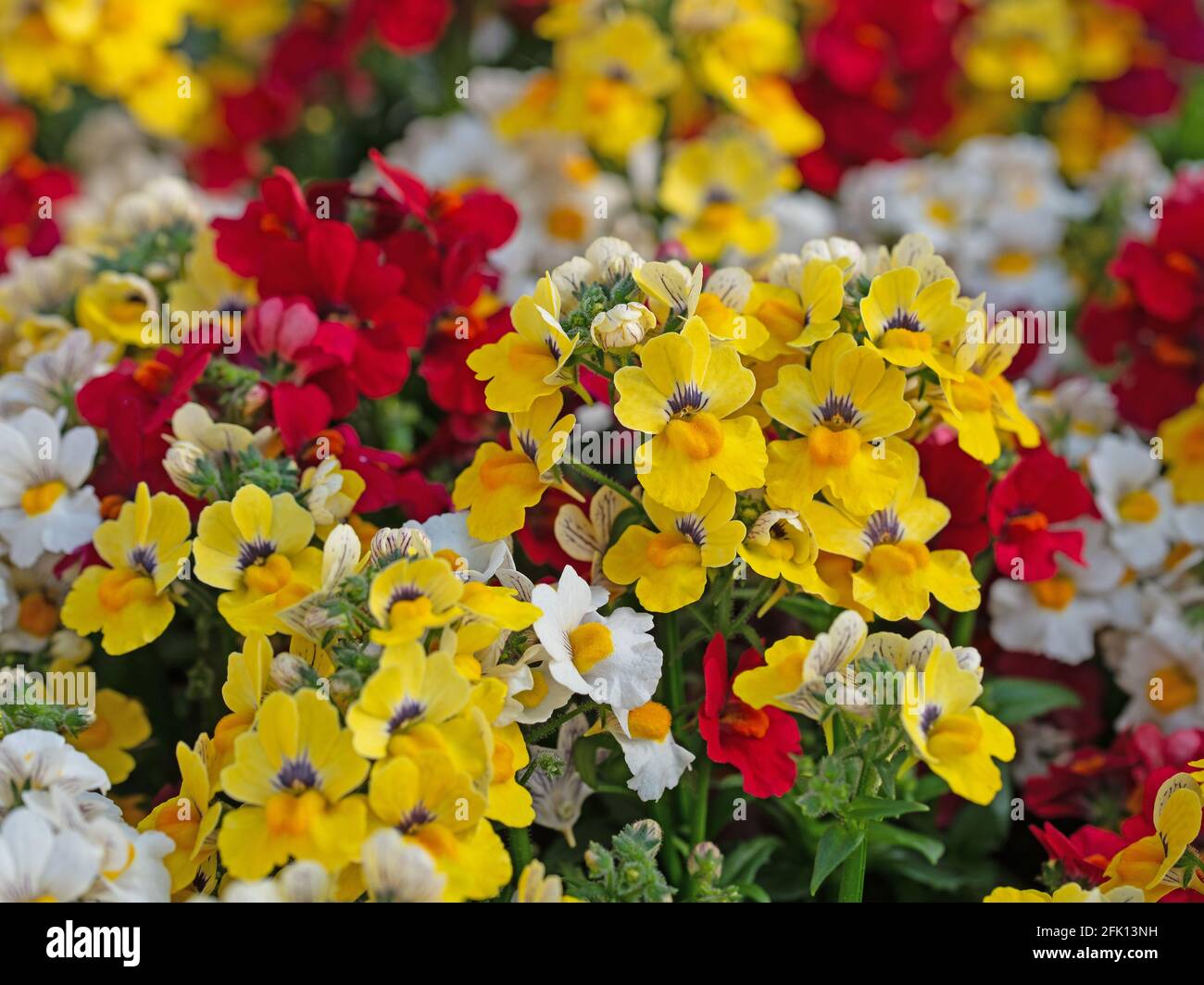 Blooming elven mirror, Sunsatia, in the nursery Stock Photo