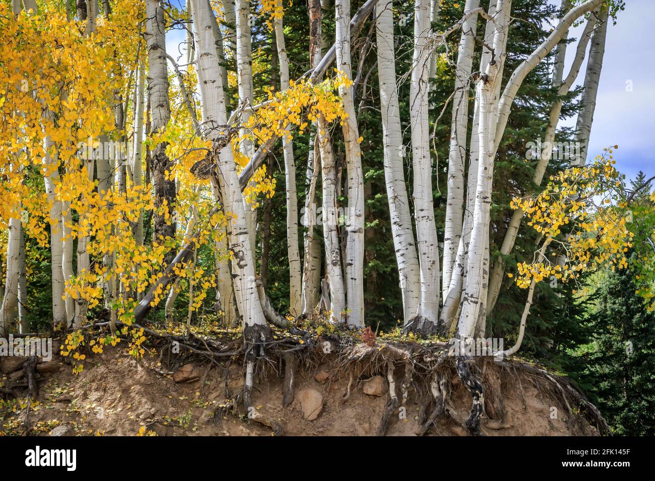 Aspen forest and Autumn scenery in Kebler Pass, Gunnison County, Colorado, USA Stock Photo