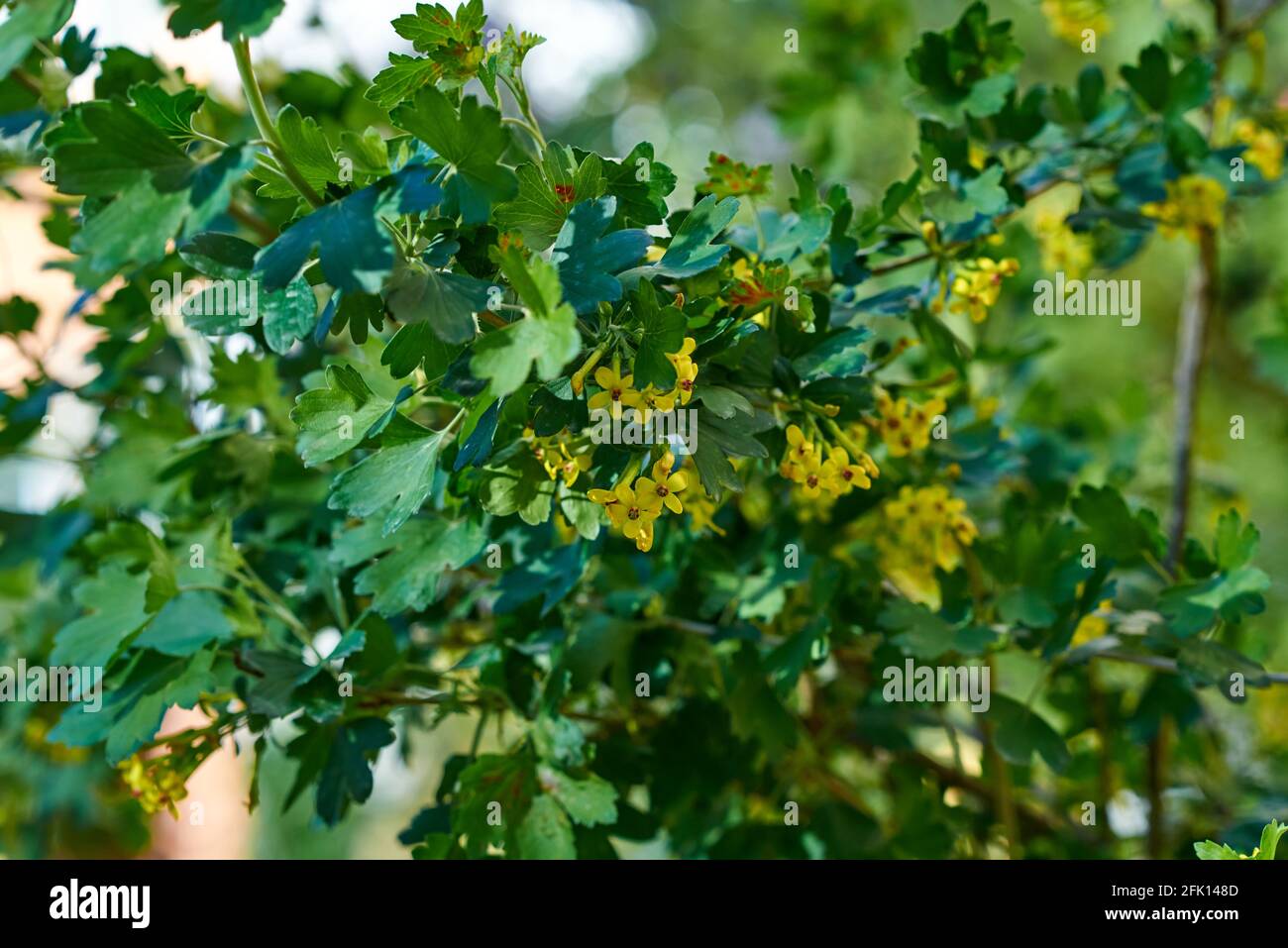 Small yellow inflorescences, strewn with thin branches of the bush. Blurred background Stock Photo