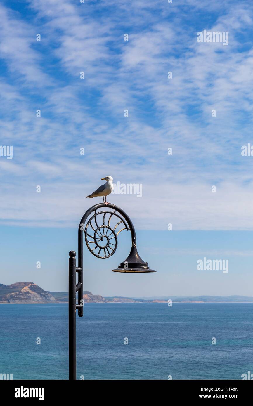 A seagull perched on top of a Lyme Regis Ammonite Lampost, Dorset, England Stock Photo