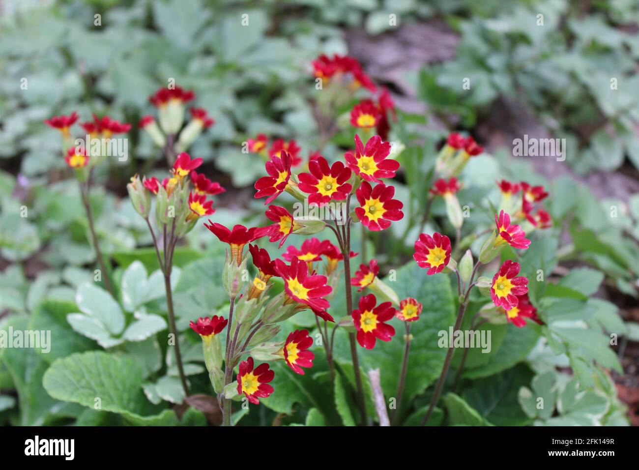 A Patch of Red and Yellow Oxlip Primrose Stock Photo
