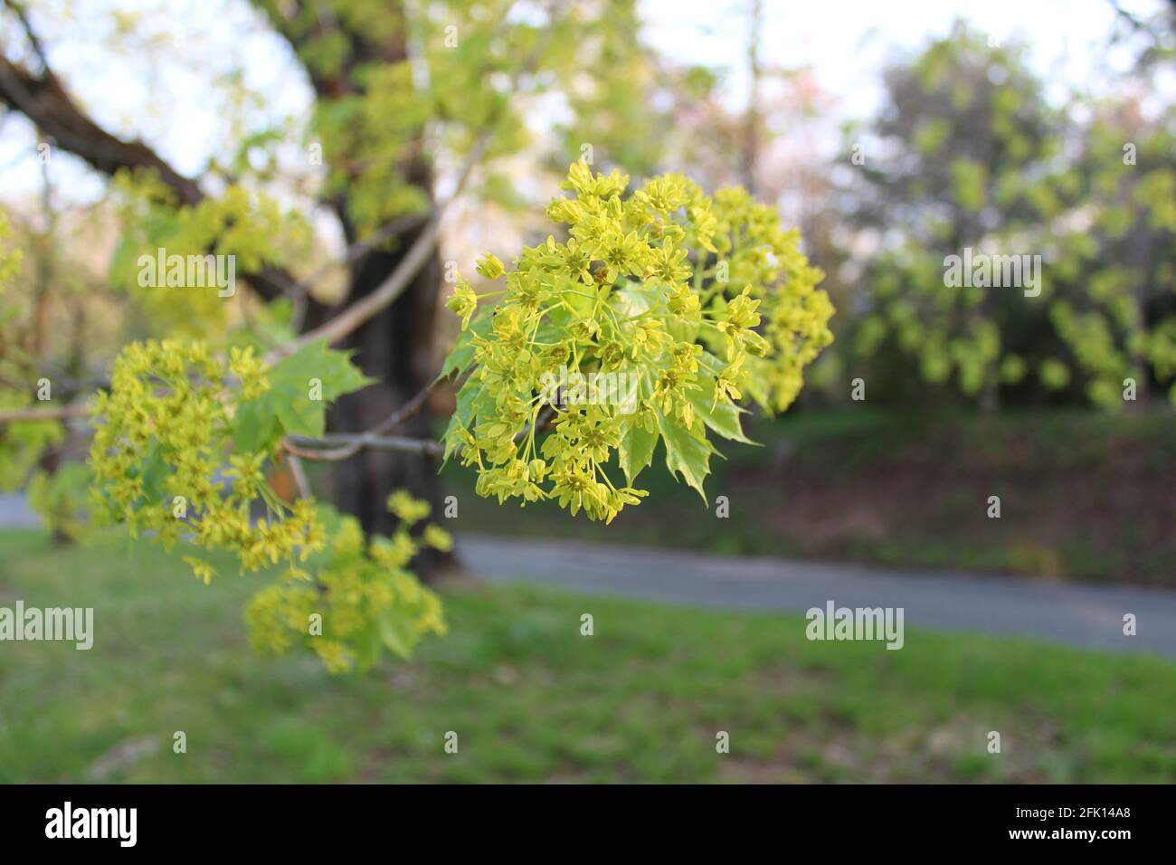 A Cluster of Norway Maple Flowers in Spring Stock Photo