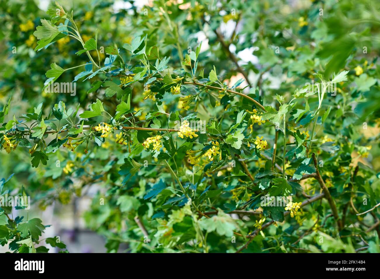 Small yellow inflorescences, strewn with thin branches of the bush. Blurred background Stock Photo