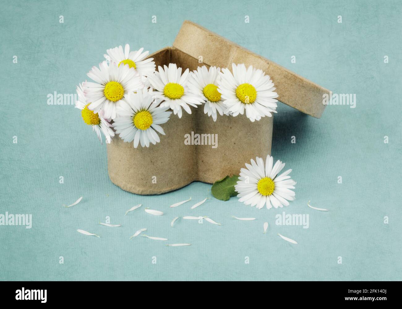 Mini Daisies in a heart shaped gift box Stock Photo