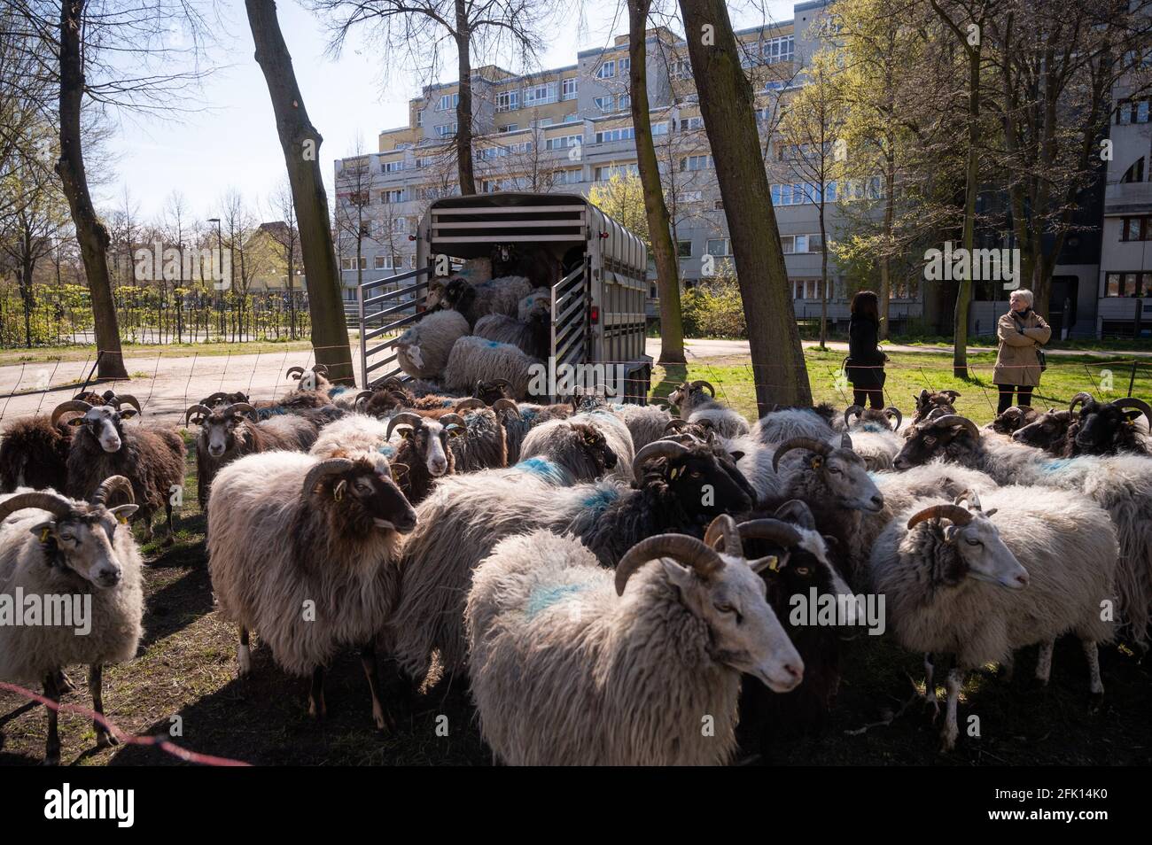 Berlin Germany 27th Apr 21 Gotland Sheep Arrive In Front Of The Charlottenburg Palace Garden From The End Of April Until November 21 The Sheep Will Graze There As A Contribution To