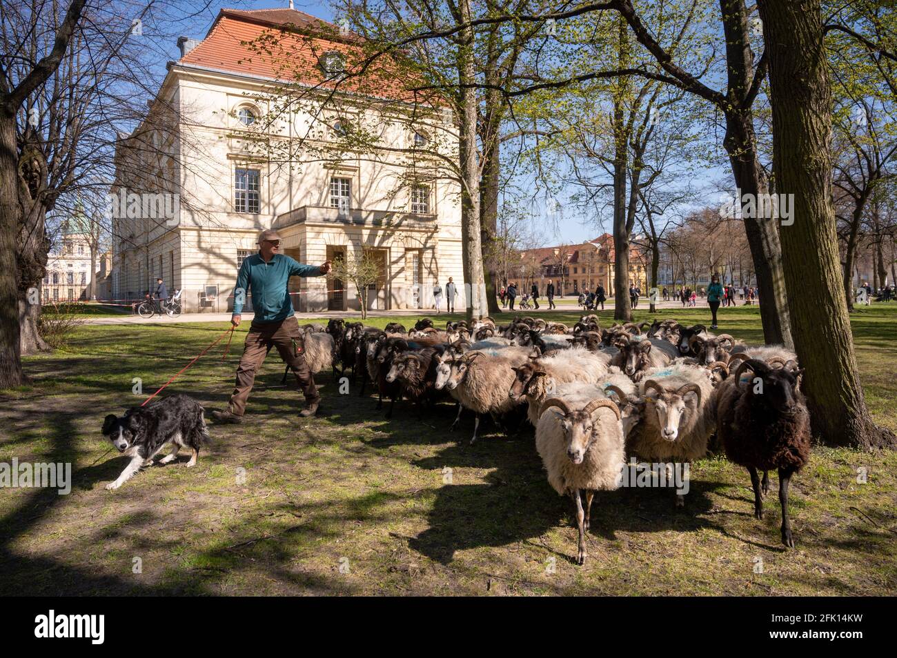 Berlin Germany 27th Apr 21 Bjorn Hagge Shepherd Brings Gotland Sheep To The Charlottenburg Palace Garden From The End Of April Until November 21 The Sheep Will Graze There As A Contribution
