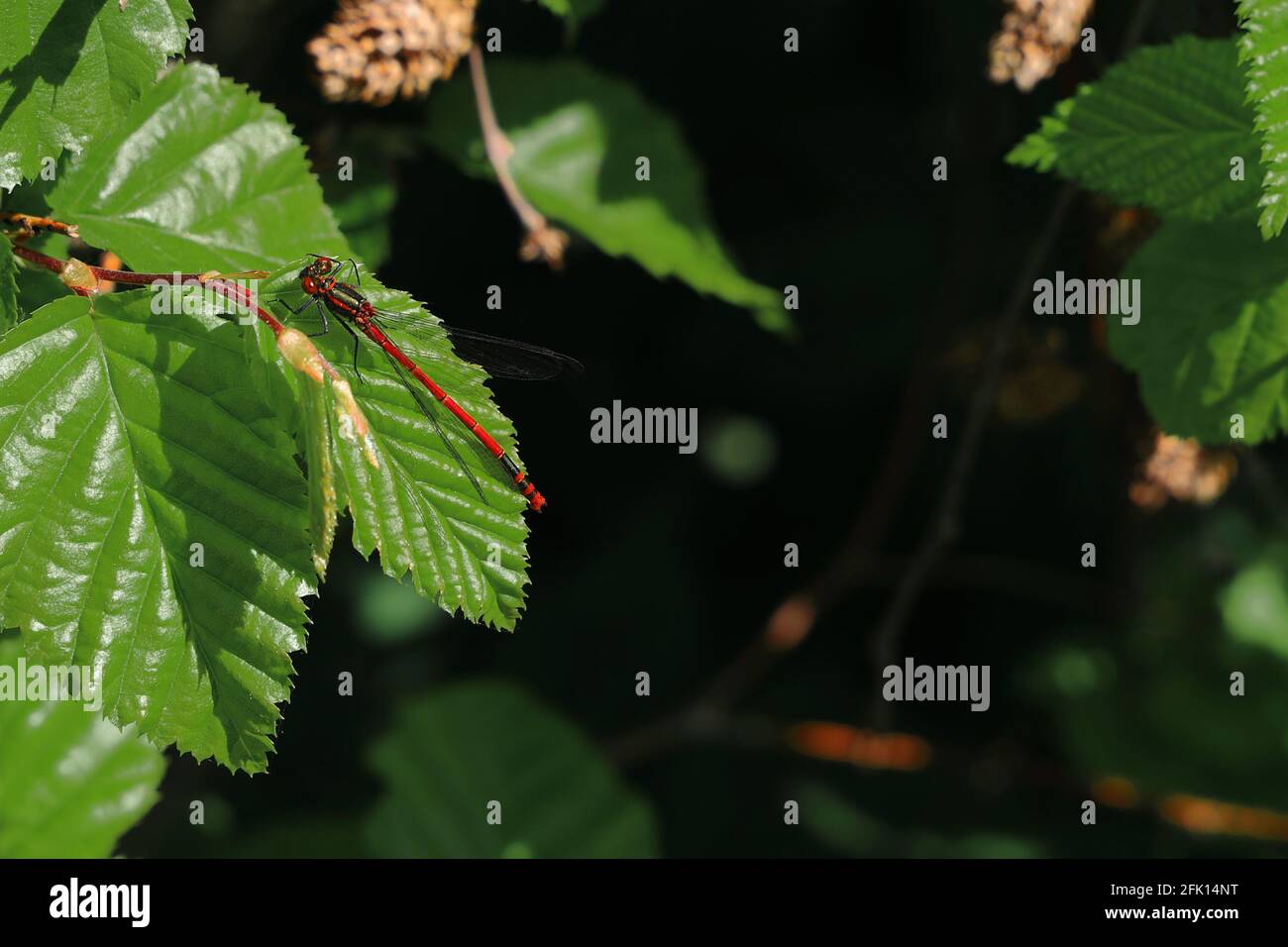 Red Dragonfly on Leaf Stock Photo