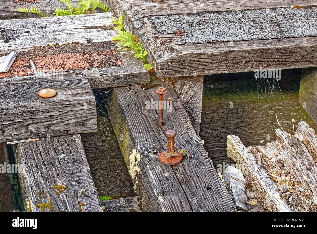 Old rusty timber bolt inside a wooden floor of what used to be a pier ...
