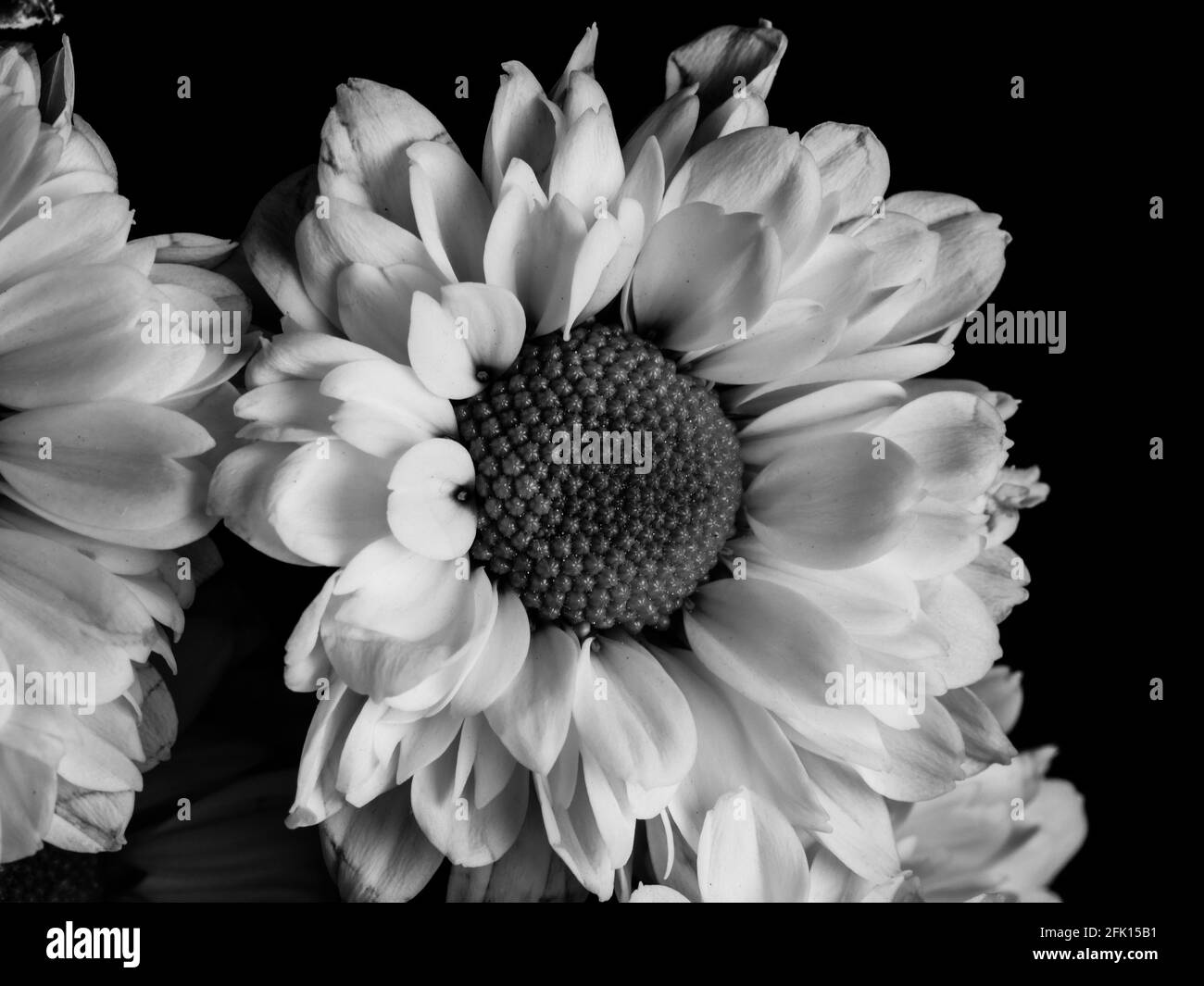 Gerbera in detail Black and White Stock Photos & Images - Alamy