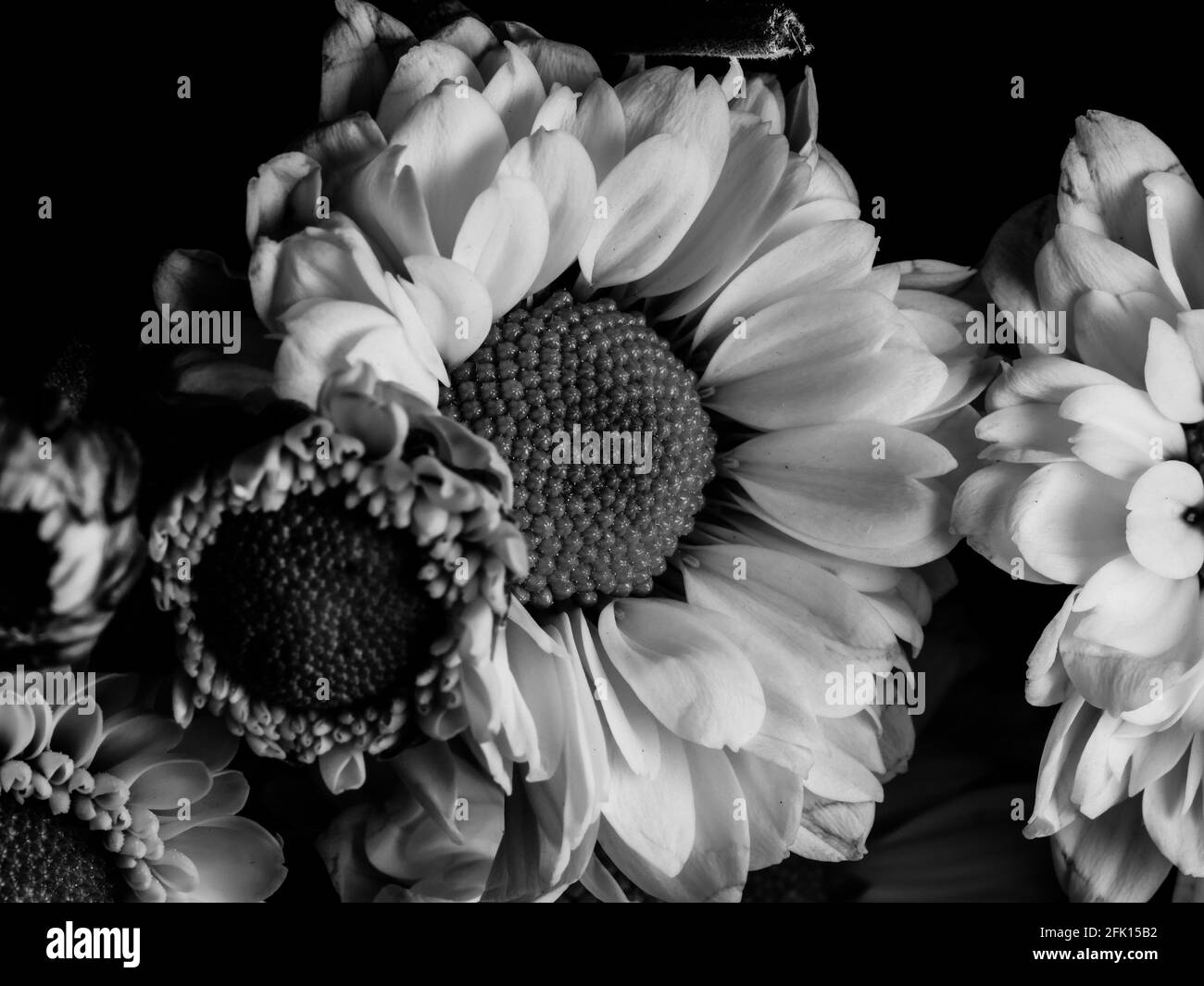 A beautiful black and white picture of field daisy in a garden