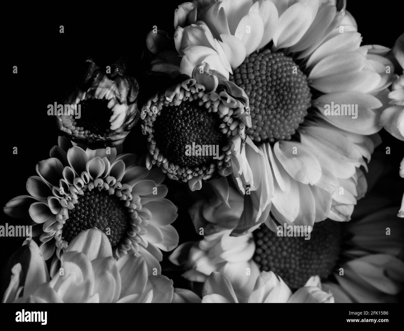 Gerbera detail Black and White Stock Photos & Images - Alamy