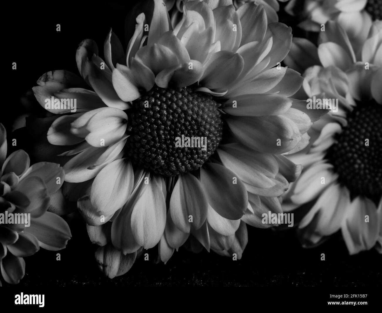A beautiful black and white picture of field daisy in a garden ...