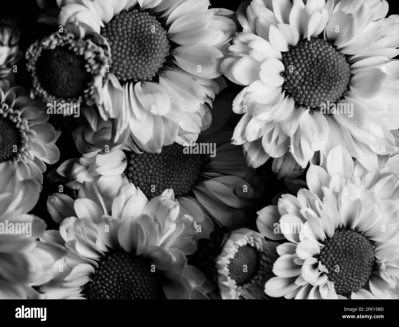 Gerbera in detail Black and White Stock Photos & Images - Alamy